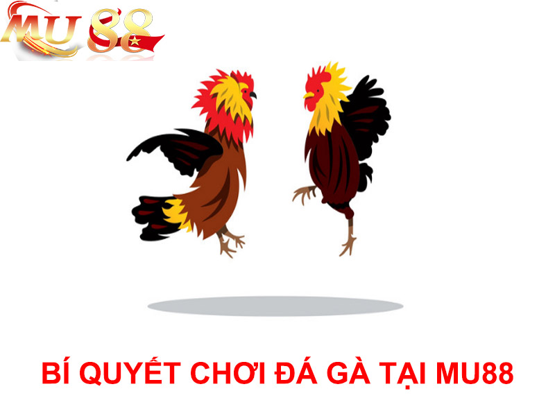 bí quyết chơi đá gà mu88