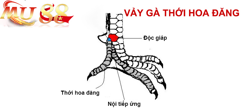 vảy gà thới hoa đăng