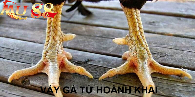 vảy gà tứ hoành khai